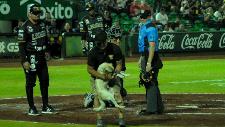 perrito_yucoax