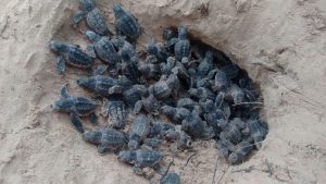 tortugas
