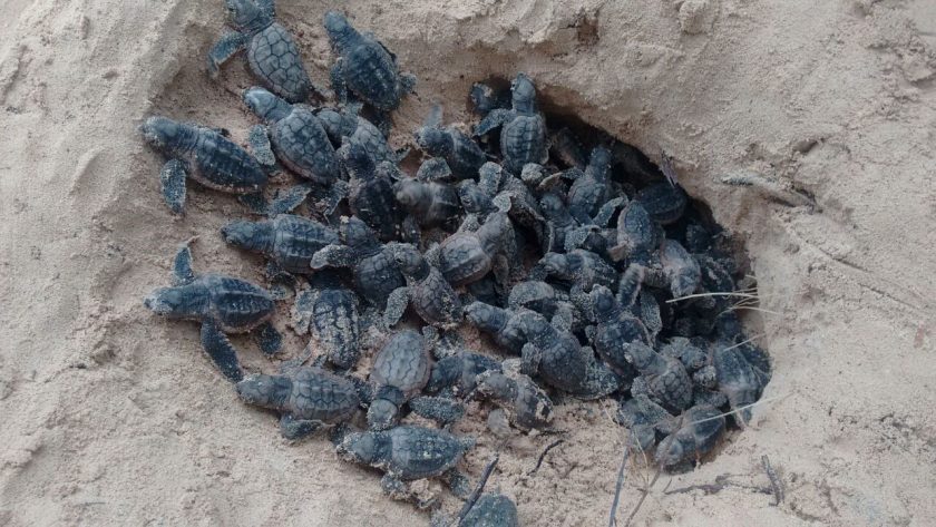 tortugas