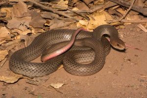 culebra_chicotera_coluber_mentovarius_4104_1_600