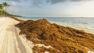 toneladas-de-sargazo-llegaron-a-yucatan-realizan-labores-para-retirarlo-redessociales