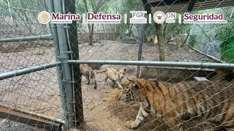 cae-en-nuevo-leon-jose-antonio-n-presunto-operador-del-cartel-del-noreste-decomisan-tigres-y-armas-3-2d7bde19-focus-0-0-750-421