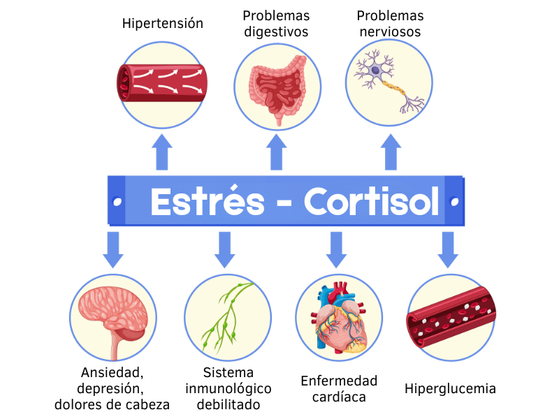Esquema-como-el-estres-o-cortisol-afecta-a-nuestra-cuerpo-fisico-y-mental